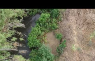 Menderes kenarındaki kenevir, drone ile yakalandı